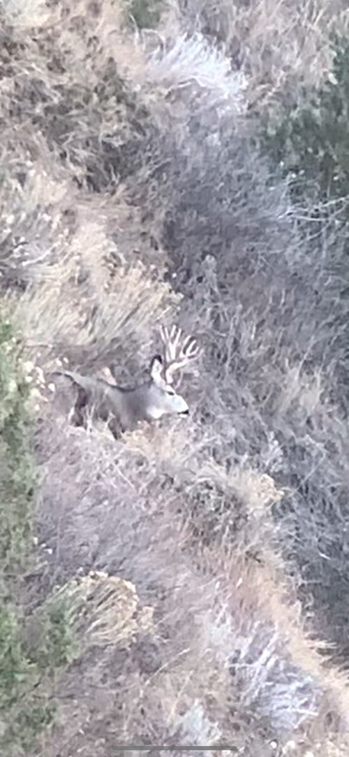 Muley buck sitting2.jpg