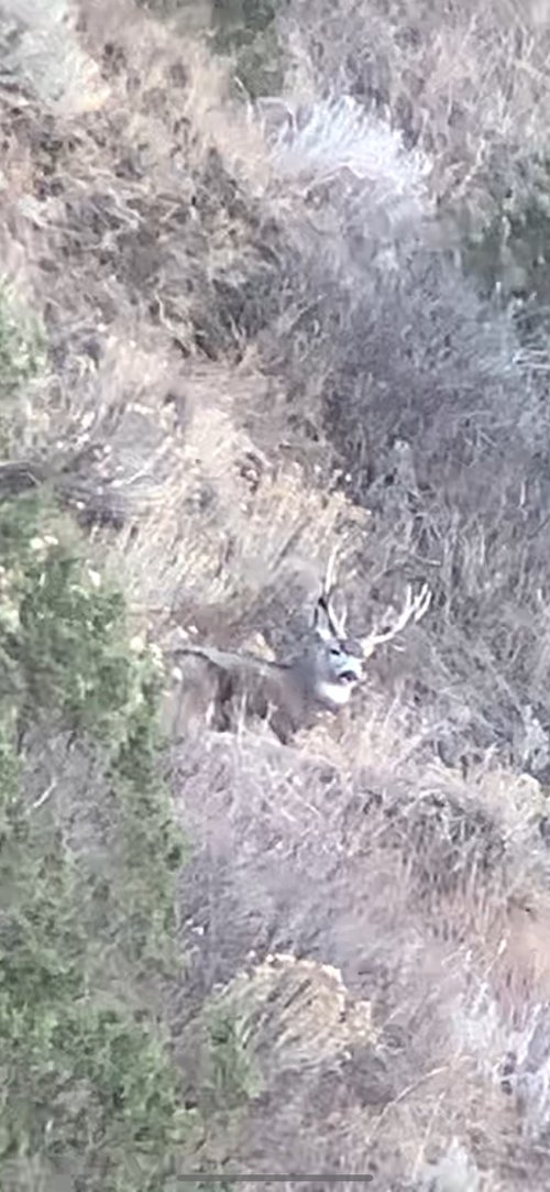 Muley buck sitting3.jpg