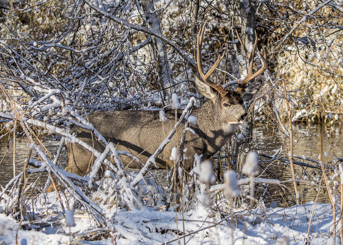 Snow Muley November2020 a-5276-2.JPG