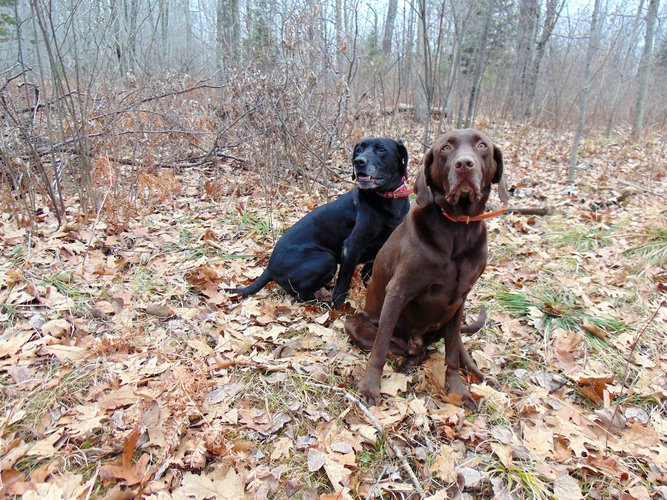 Sayner and Tank at Little Silver.JPG