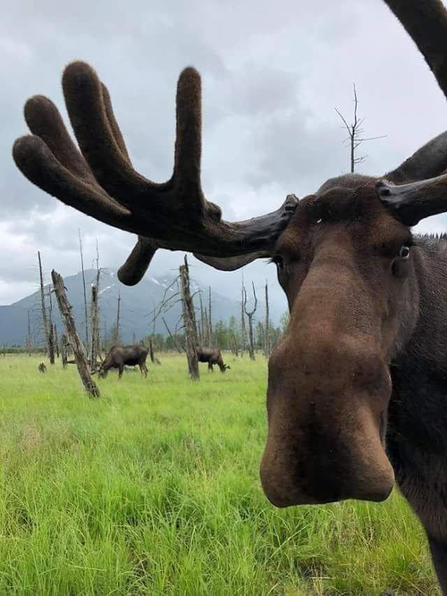 Hello Moose.PNG