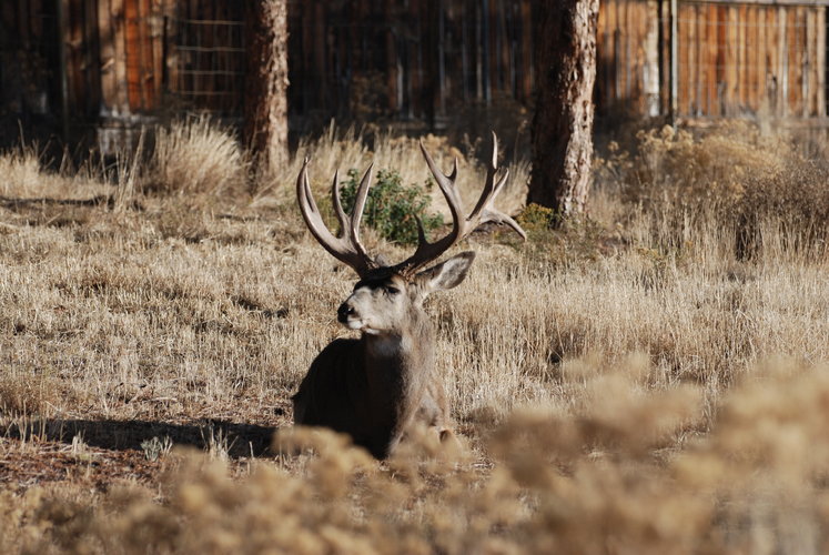 Monster Muley.JPG Monster Muley.JPG