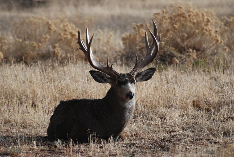 Monster Muley 2.JPG Monster Muley 2.JPG