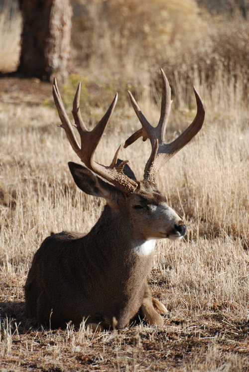 Monster Muley 3.JPG Monster Muley 3.JPG