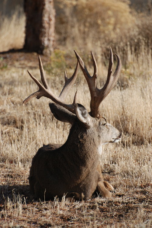 Monster Muley 4.JPG Monster Muley 4.JPG