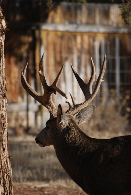 Monster Muley 5.JPG Monster Muley 5.JPG