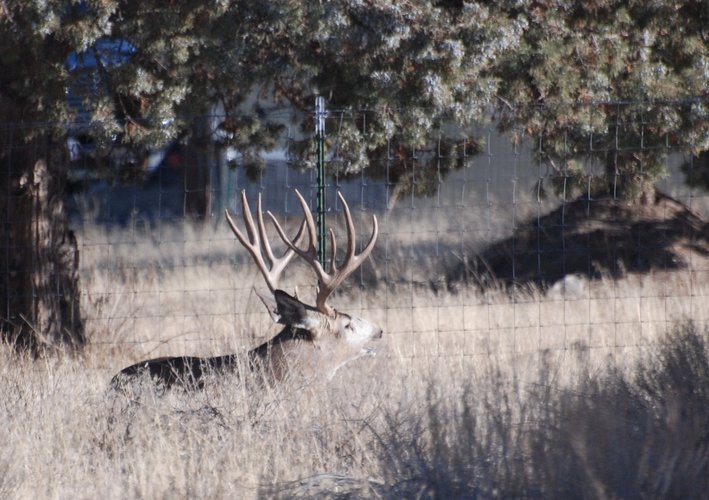 buck laying down.jpg buck laying down.jpg