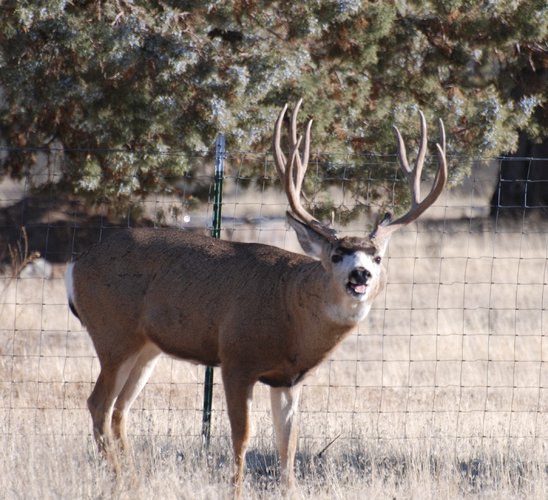 Buck face.jpg Buck face.jpg