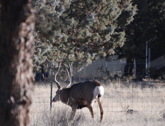 buck lick.jpg buck lick.jpg