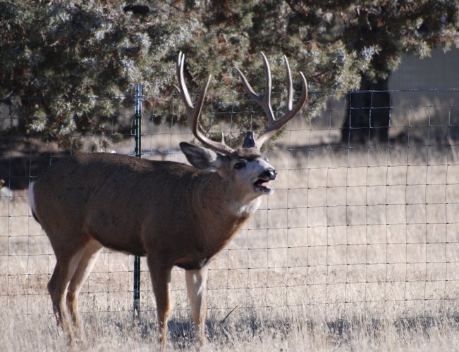 Buck standing.jpg Buck standing.jpg