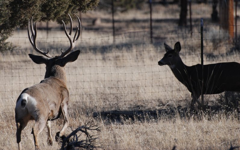 Buck doe.jpg Buck doe.jpg