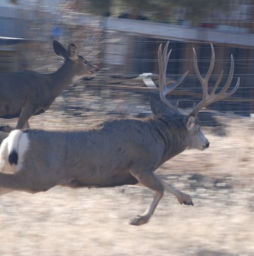 Buck 1.jpg