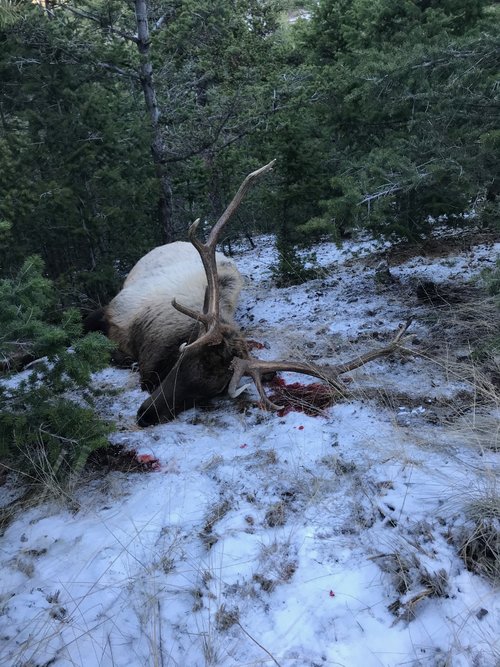 Elk.jpeg