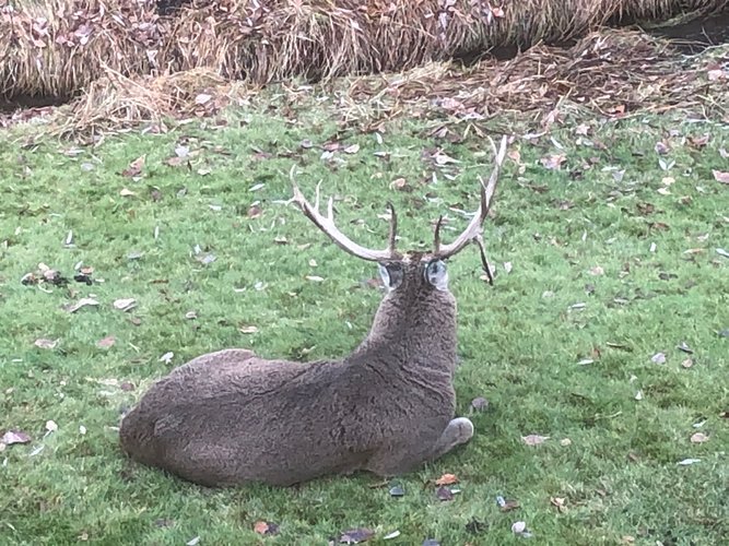 back view whitetail.jpg