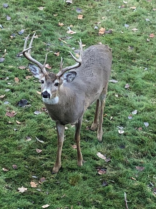 whitetail looking up.jpg