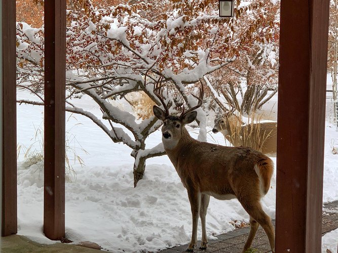 Deer on walk path.jpg