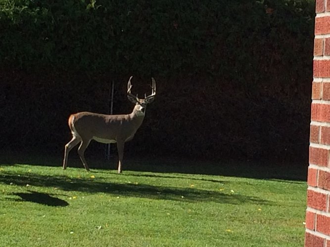 Summer yard deer.jpg