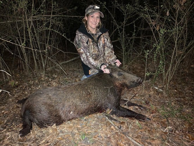 pig.jpg pig.jpg