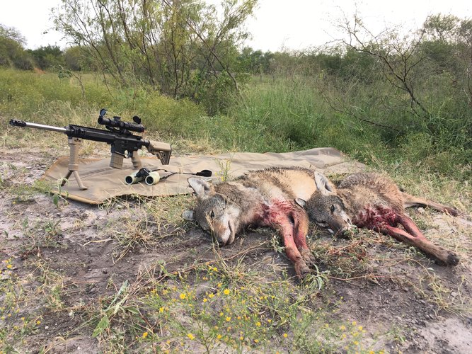 Double Coyote 2_Oct. 2017.JPG Double Coyote 2_Oct. 2017.JPG