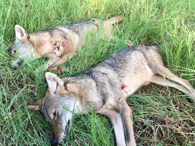 Oct. Coyotes.jpg Oct. Coyotes.jpg