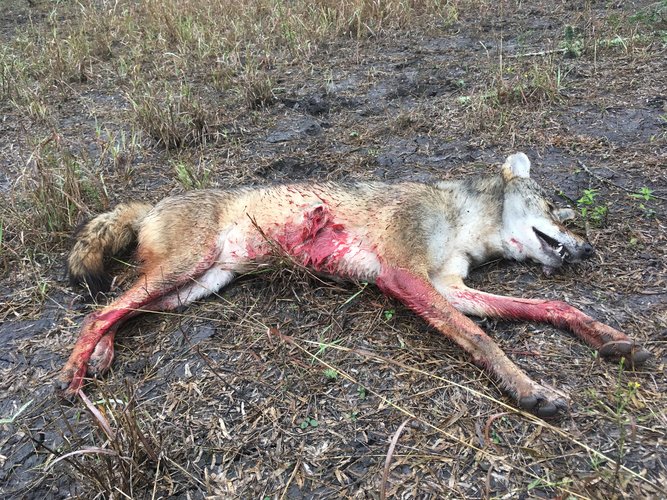 Pistol Coyote 2016.JPG Pistol Coyote 2016.JPG