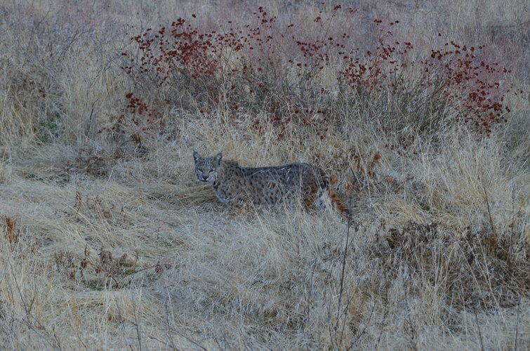 DSC_7005.JPG DSC_7005.JPG