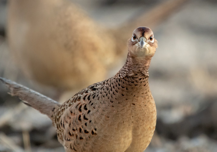 Hen Pheasant.jpg