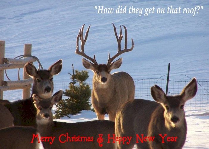 Christmas_Deer.jpg