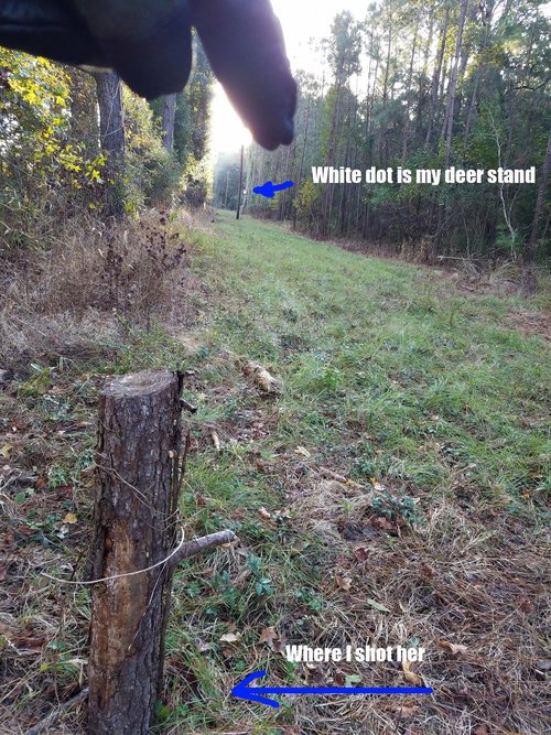 Deer Stand.jpg