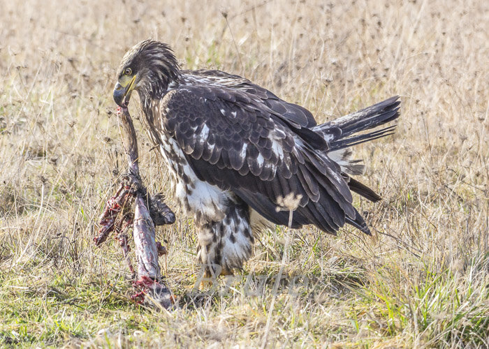 Juvenile Bald Eagle- Nutria  a-6223.JPG