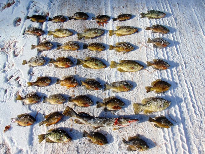 Catch from Johnson, Crooked, and Briggs Lakes.JPG