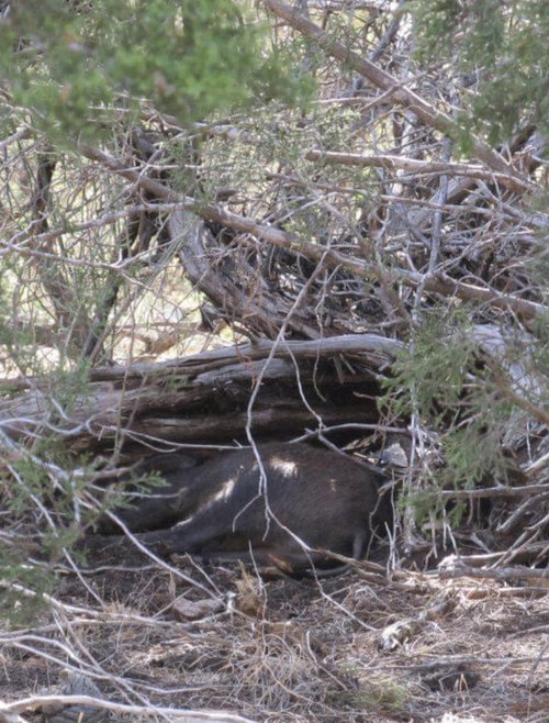 5019D3FD-3146-40BA-8747-A859B59DC706.jpeg 5019D3FD-3146-40BA-8747-A859B59DC706.jpeg