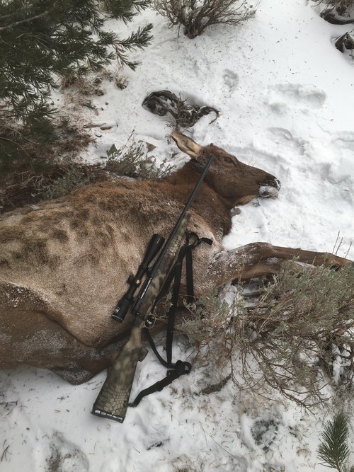 WY Elk 2020.JPG WY Elk 2020.JPG