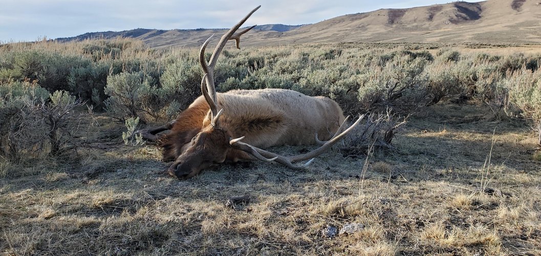 2020 bull.jpg 2020 bull.jpg