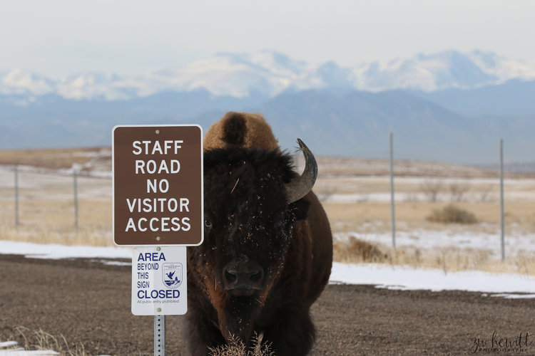 RMA_Bison_Security.jpg