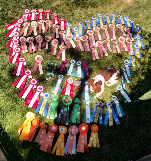 Brandy's Ribbons.jpg