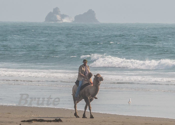 Two Hump Camel Crescent City a-2382.jpg Two Hump Camel Crescent City a-2382.jpg