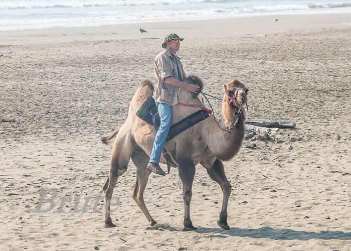 Two Hump Camel Crescent City a-2414.jpg