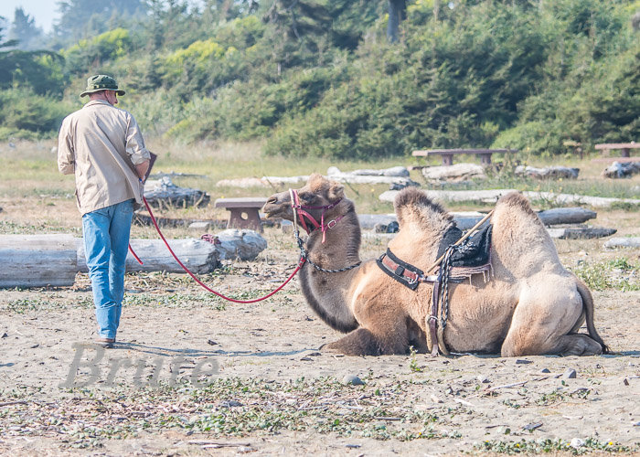 Two Hump Camel Crescent City a-2445.jpg