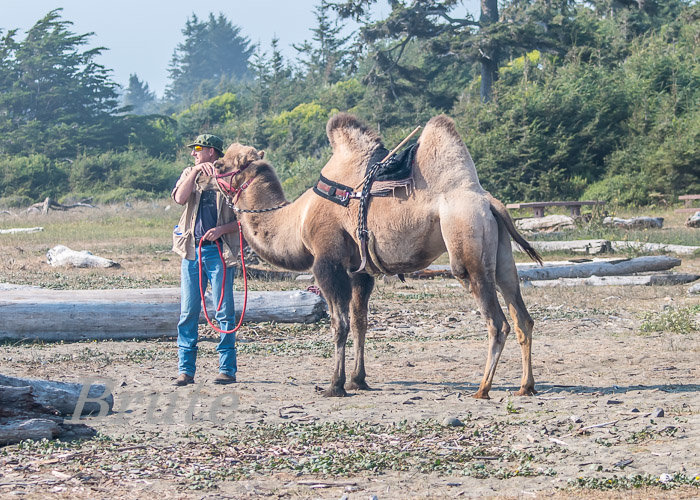 Two Hump Camel Crescent City a-2447.jpg