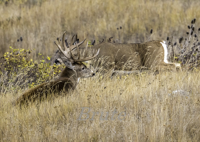 Whitetail October 2020 a-2438.JPG