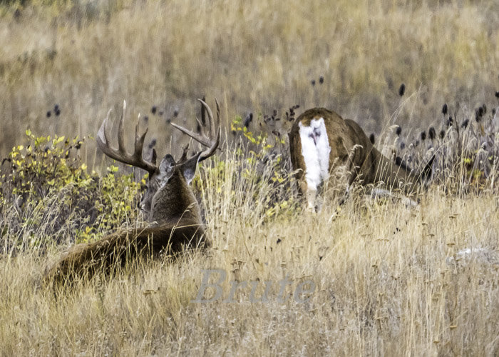 Whitetail October 2020 a-2443-2.JPG