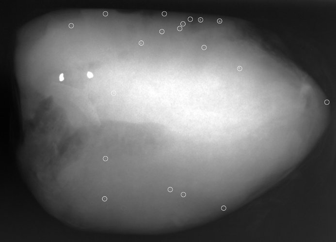 deer heart lead fragments xray.jpg