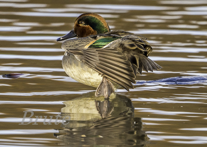 Teal Green-winged January 2021 a  -3086.JPG