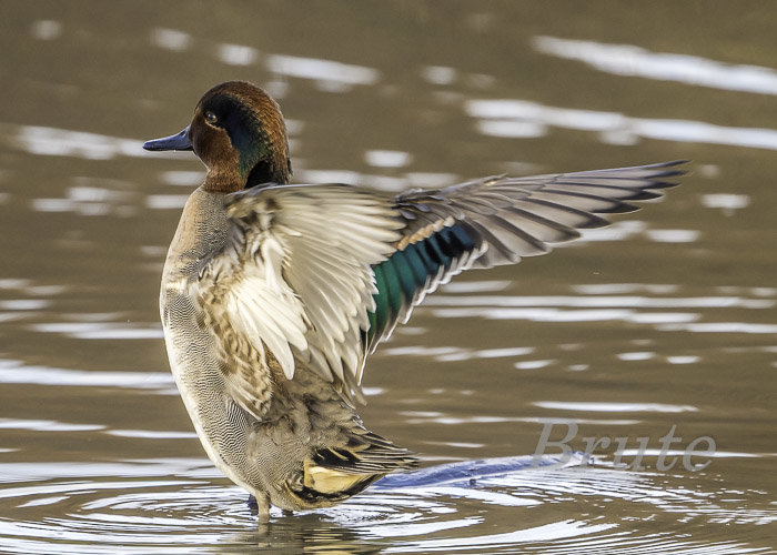 Teal Green-winged January 2021 a  -3090.JPG