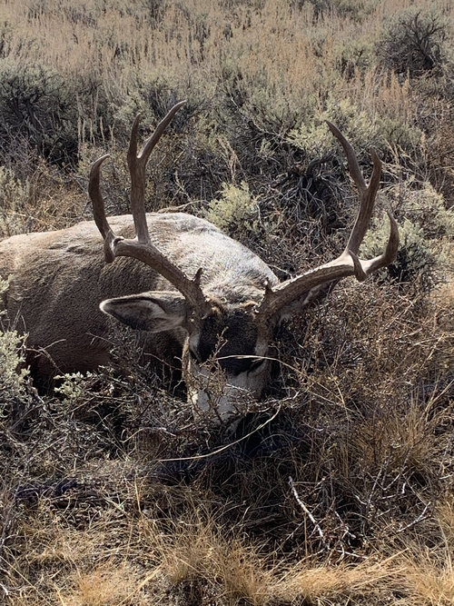 Wyo Muley 2020.jpg