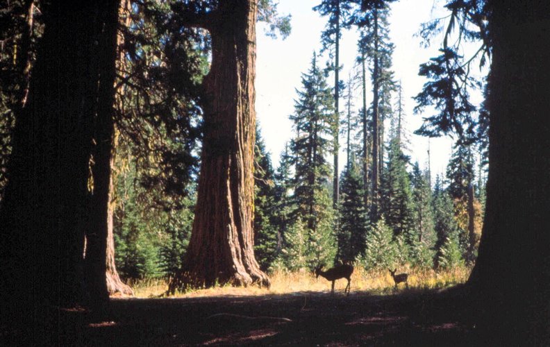 Doe Fawn.jpg
