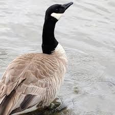 wintergeese.jpg