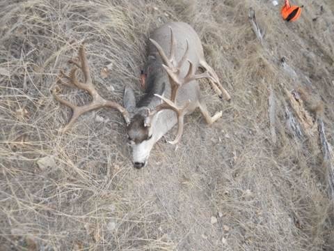 coloradobuck.jpg