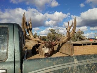 COLORADO BUCK2.jpg